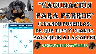 quotVacunas para perrosquot ¿Cuándo ponerlas y de que tipo quotJUNIOR THE ROTTWEILERquot [upl. by Lichtenfeld]