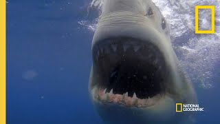 How a Great White Shark Strikes  Shark Attack Files [upl. by Blinni62]