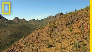 Best of Saguaro National Park  Americas National Parks [upl. by Elleyoj]