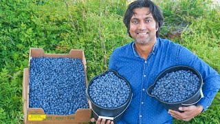 5 Tips to Grow Lots of Blueberries [upl. by Lardner]