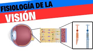 Fisiología de la visión [upl. by Yroj]