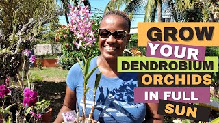 How to Grow Dendrobium Orchids in Full Sun  Orchid Care for Beginners [upl. by Busch]