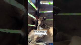 Every little bit helps link in bio to helpdogs help helpstraydogs kindness doglover please [upl. by Rojam]