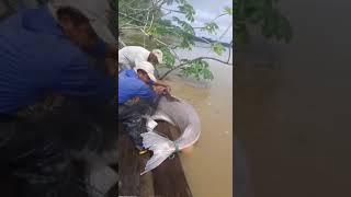 Pesca de piraiba o valenton de 160kg [upl. by Mikaela]