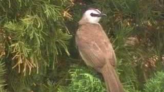 sound of Yellowvented Bulbul [upl. by Nednil890]