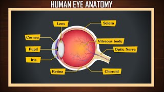 Human eye anatomy  eye structure and function  Parts of the eye  eye parts and functions [upl. by Lairbag381]