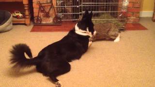 border collie and lop eared rabbit [upl. by Adyl]