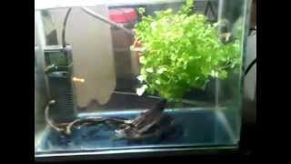 Growing rotating floating hydrocotyle planted tank [upl. by Aner]