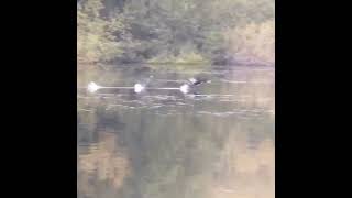 Cormorant taking off after fishing Shorts Cormorant TakingOff [upl. by Todhunter]