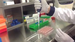 Altogen Biosystems In Vitro Keratinocyte Transfection Tutorial [upl. by Stockmon]