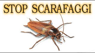 SCARAFAGGI ELIMINALI PER SEMPRE a costo zero in modo naturale senza pesticidi iorestoacasaConMe [upl. by Eelloh]