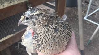 When do coturnix Quail start to lay eggs [upl. by Igig296]