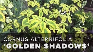 Pagoda Dogwood Tree Cornus alternifolia Golden Shadows® [upl. by Gosser]