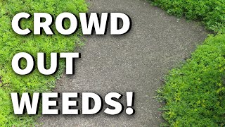 TEN Ground Covers for Weed Control 2019 May Urban GardenEdible Landscape Tour Albopepper Walkthru [upl. by Lleoj348]