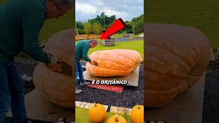 IAN PATON Plantou Uma ABÓBORA GIGANTE Mas créditos ianpaton3TT curiosidades [upl. by Alis]