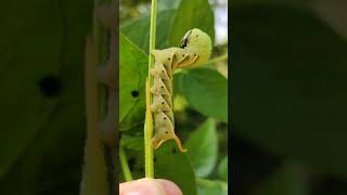 CATERPILLAR OF DEATH HEAD HAWK MOTH [upl. by Adamsen]