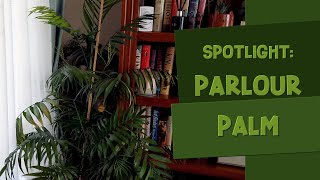 Parlour Palm Chamaedorea elegans Spotlight Care Guide amp Tips [upl. by Antoinette]