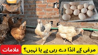 Signs of Hen start eggs laying  Anda Deny Wali murghi ki nishania  Poultry Farming at Home [upl. by Natelson]