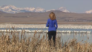 Snow Geese [upl. by Sahpec39]