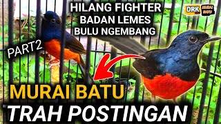 PART 2 MURAI BATU TRAH POSTINGAN CARA MERAWAT MURAI BATU AGAR GACOR [upl. by Adila]