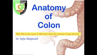 Anatomy of Colon [upl. by Aibar125]