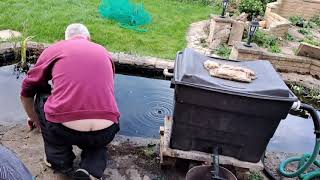 Pond And Garden Renovation part 5 Miassive Filter Upgrade For Me koi garden ornamentalfish car [upl. by Dimitry]