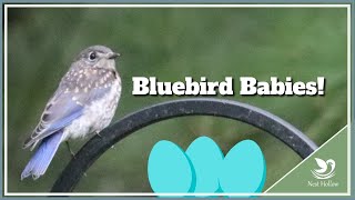 Bluebird Babies All About the Nesting Season [upl. by Nujra]