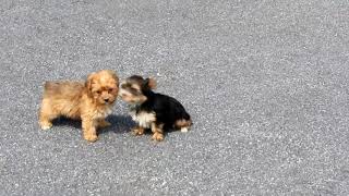 YorkiePoo Puppies For Sale [upl. by Ettevahs149]