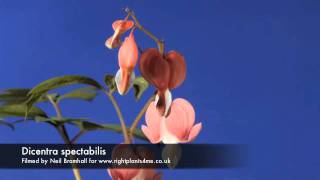 Dicentra Bleeding heart flower opening time lapse [upl. by Nylarad]