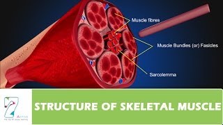 STRUCTURE OF SKELETAL MUSCLE [upl. by Yzzo]