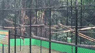 HOOLOCK GIBBON AT SEPAHIJALA ZOOLOGICAL PARK [upl. by Augie]