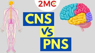 Central Nervous System vs Peripheral Nervous System  CNS amp PNS Structure and Function [upl. by Cline415]