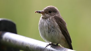 Nesting Spotted Flycatchers  Muscicapa striata  British Birding [upl. by Mclaughlin]