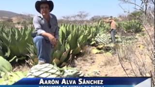 Mezcal con sabor a la mixteca poblana [upl. by Ariaes]