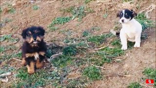 Rescued Two Puppies From The Meadow [upl. by Anitsirhcairam952]