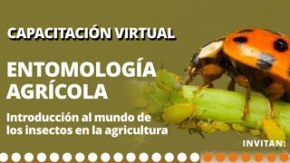 Eko Bojacá  Capacitación virtual  Entomología Agrícola [upl. by Nanreik735]