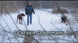 DCM beim Dobermann Full HD [upl. by Lalittah]