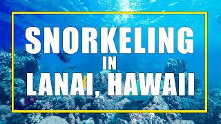 Lanai Snorkelling From Maui with Trilogy [upl. by Lehcar]