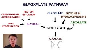 Is your body producing too much oxalate Oxidative Stress Thiamine and B6 Deficiency [upl. by Aldercy517]