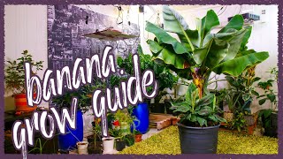 Grow Bananas Successfully Indoors Grow Guide [upl. by Leilani]