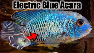 Electric Blue Acara  Growth Rate amp Evolution [upl. by Yhtommit767]