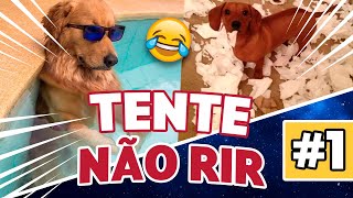 🤣 CACHORROS ENGRAÇADOS 🐶 – MELHORES VÍDEOS DE 2021 [upl. by Aroled]