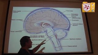 Fisiopatologia  Presión Intracraneal [upl. by Albright]
