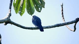 Violaceous Jay Cyanocorax violaceus  Road from Posada San Pedro to Pillcopata Peru 2892019 [upl. by Fattal]