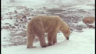 Polar Bears in Churchill  Manitoba Canada [upl. by Elias445]