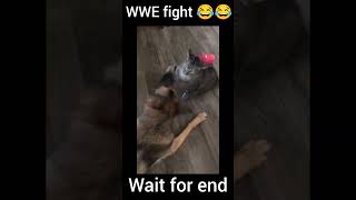 WWE fight 😂😂funny comedy animal [upl. by Mannie]