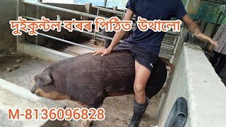 PIGFARM  DUROC PIG  PIGLET [upl. by Acirfa]