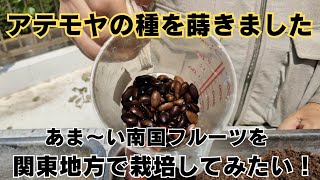 食べた後のアテモヤの種を蒔いてみました＃１【種蒔き～７３日目迄】【南国フルーツ】 [upl. by Nagar863]