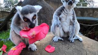 RingTailed Lemurs Snack On Flowers [upl. by Hertzog20]