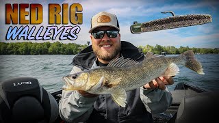 Ned Rig The best WALLEYE bait no one’s throwing [upl. by Alexa]